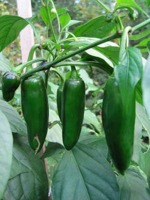 Growing jalapeños bc they’re cute 🌶️