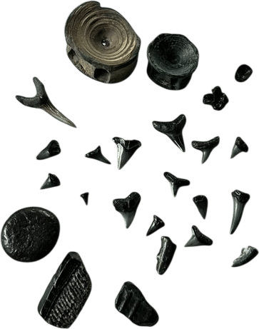 Looking for Shark’s Teeth