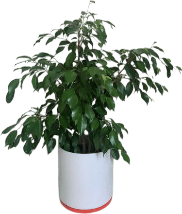 Ficus benjamina