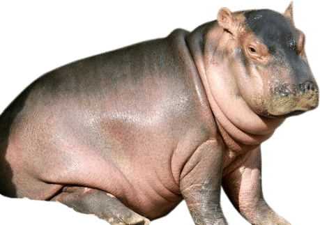 Animals on TikTok I like