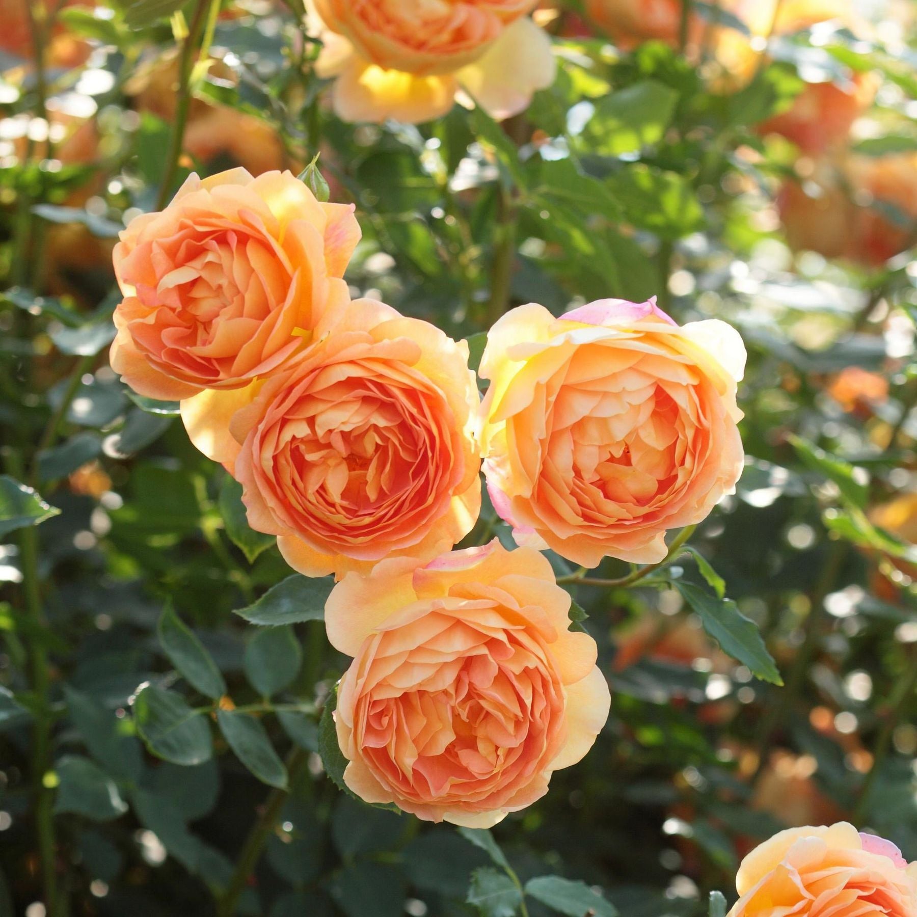 David Austin® Lady of Shalott Rose