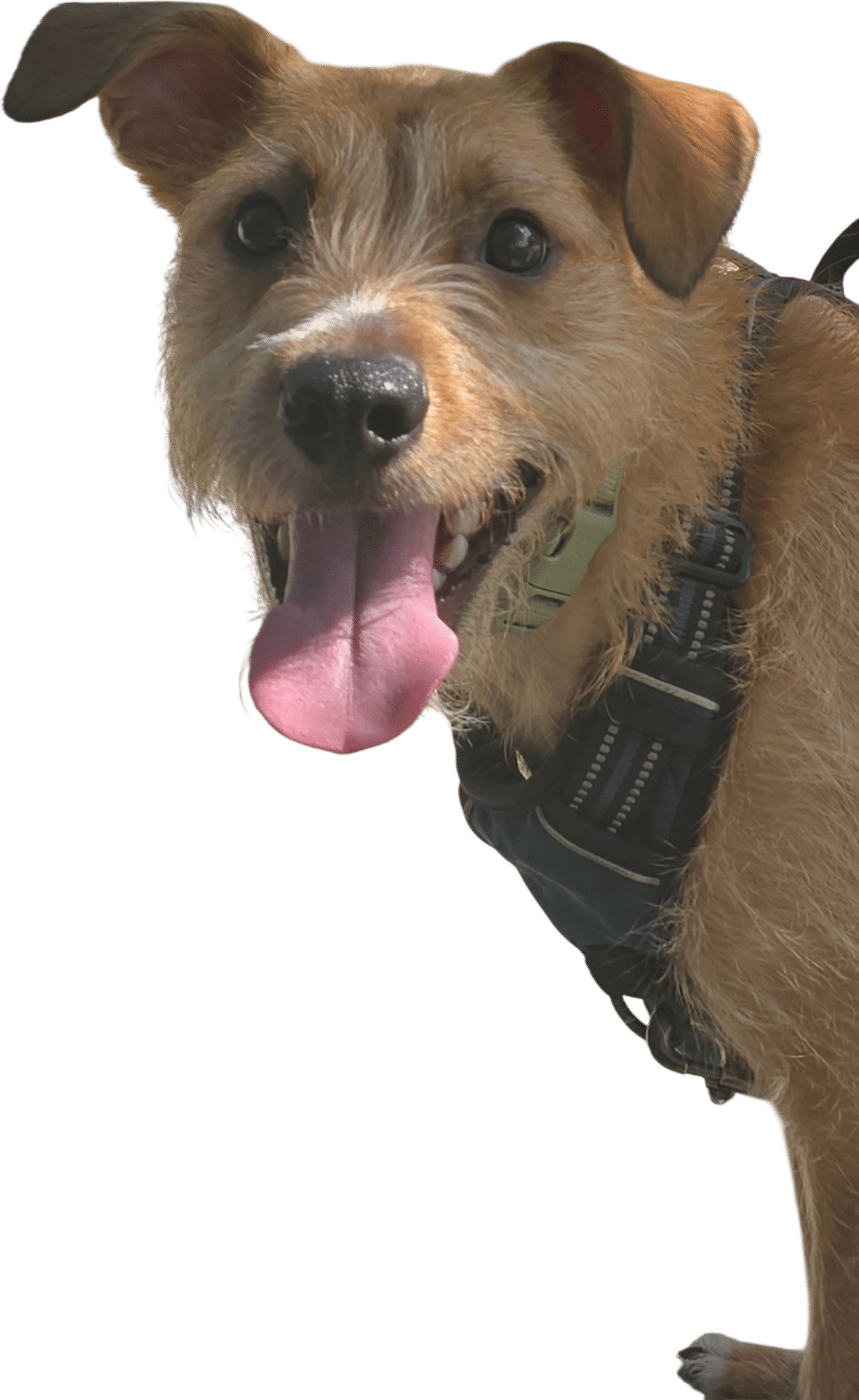 West Virginia Danger Dingo