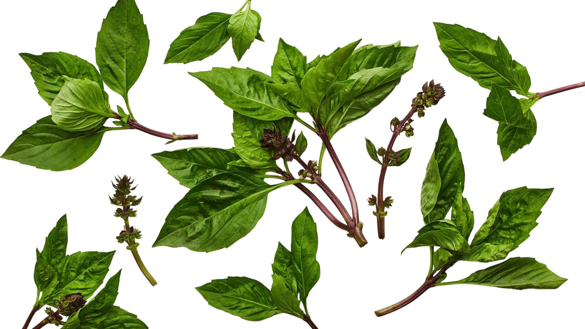 Thai Basil