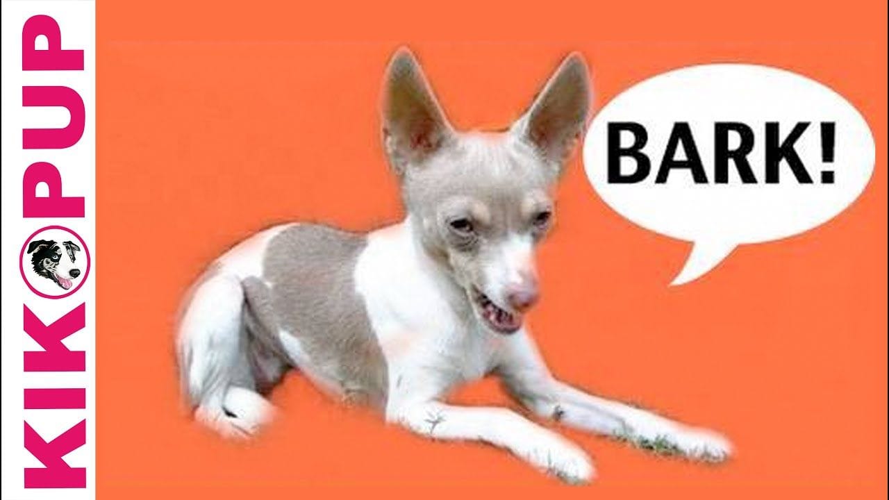 Clicker training for barking at stimuli 