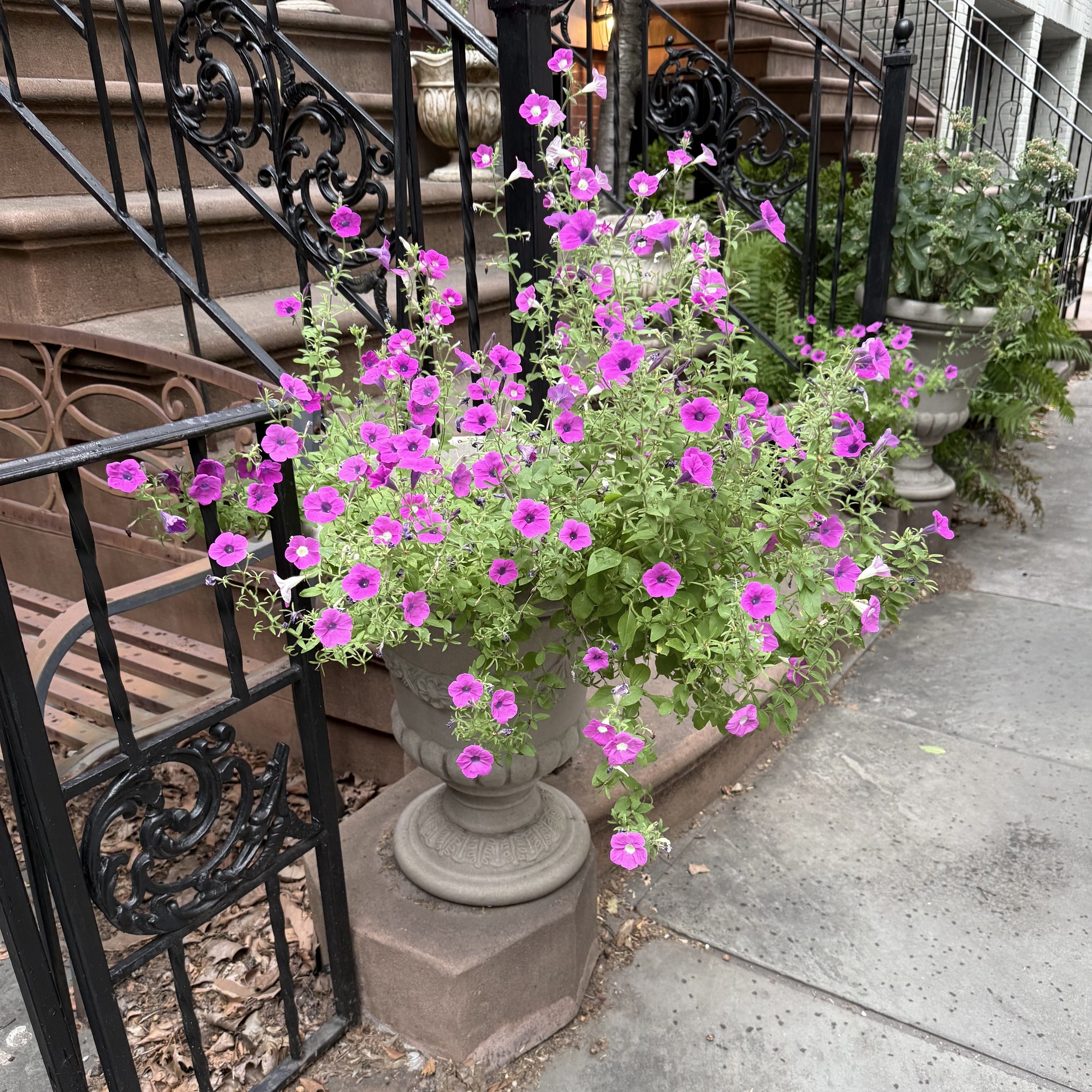 petunias