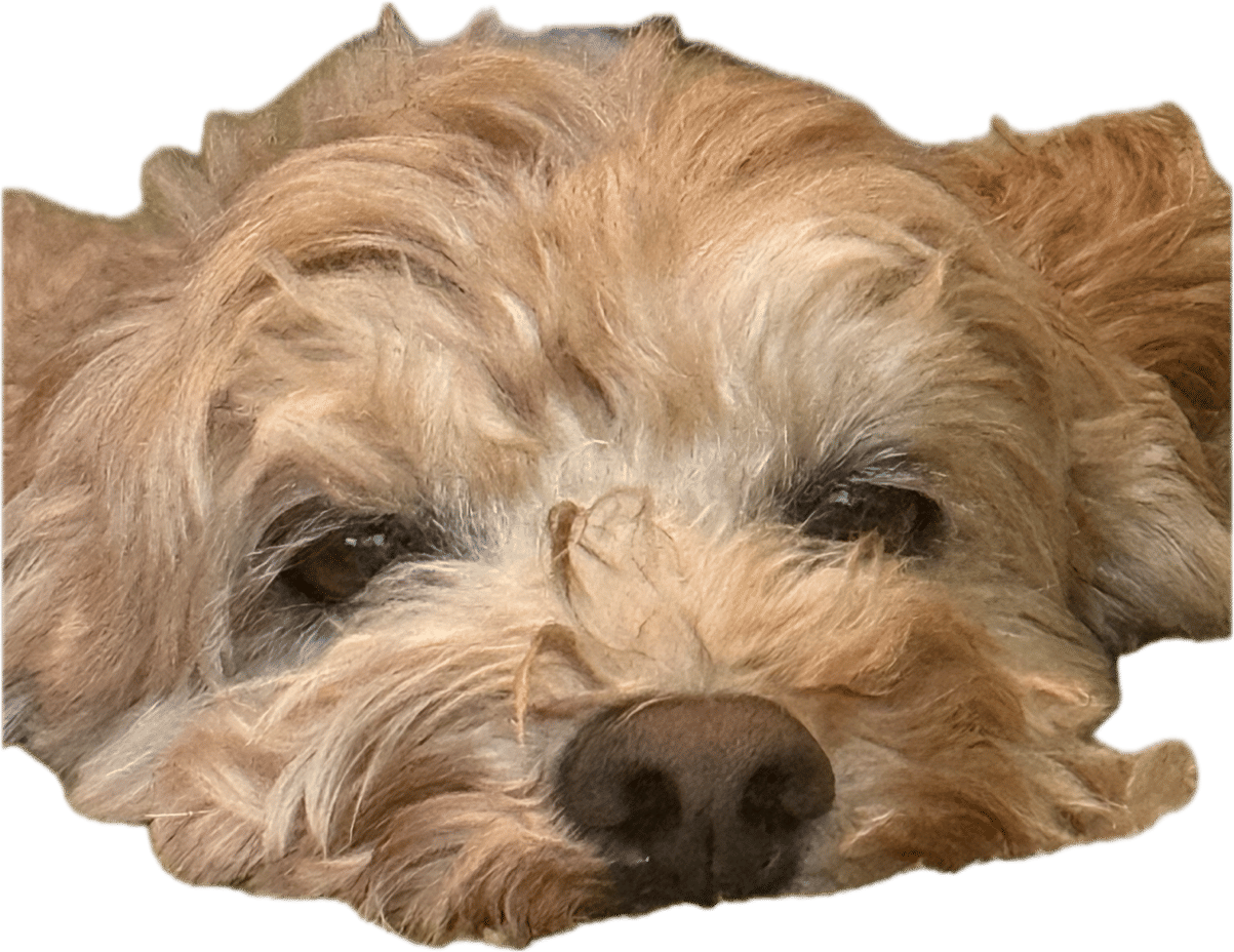 Exhausted Cleo