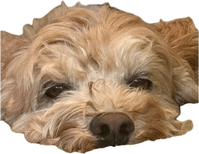 Exhausted Cleo Sticker