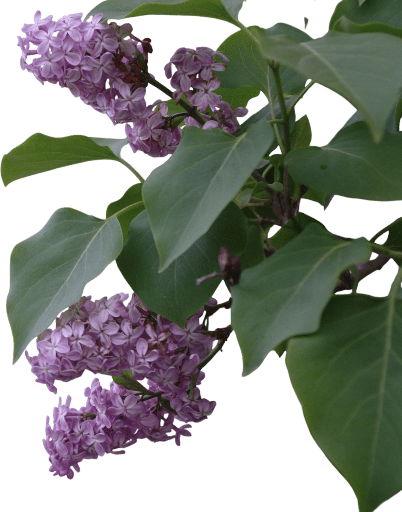 Lilac branch