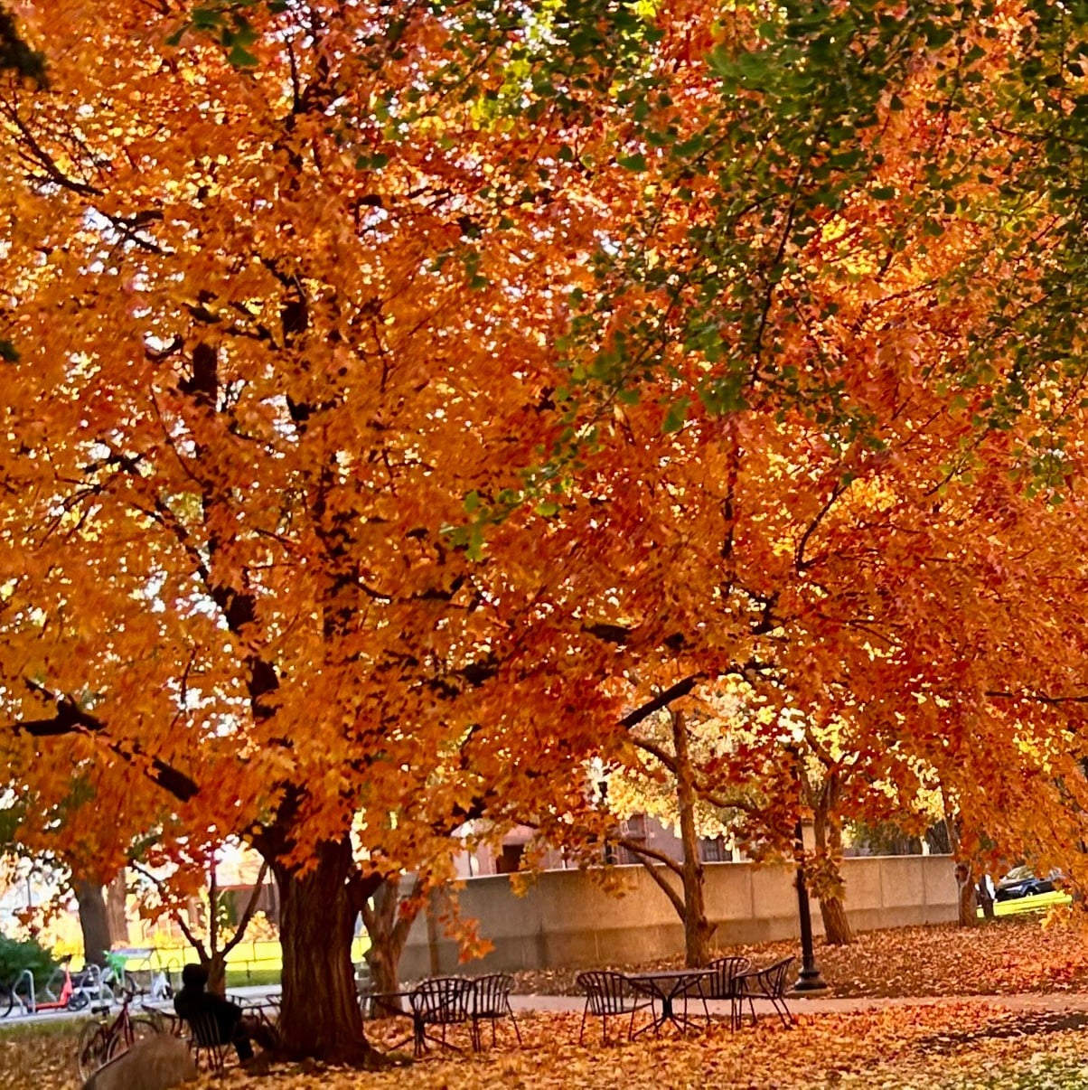 Fall Vibes