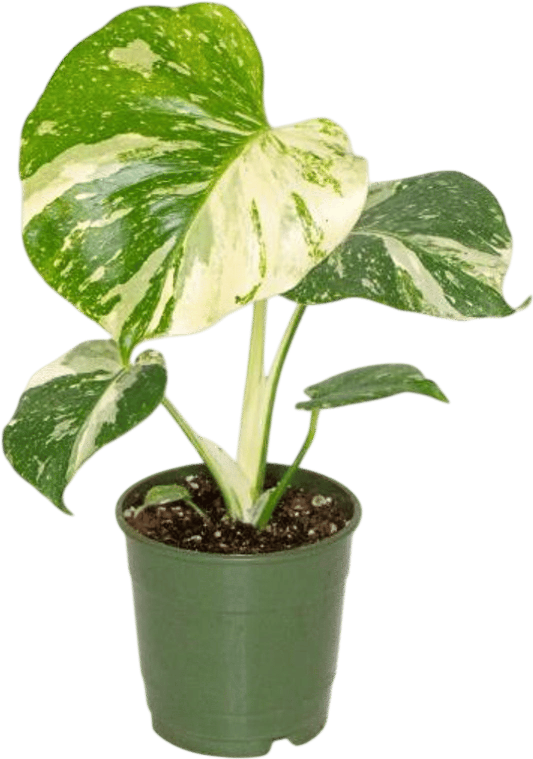 Monstera Thai Constellation