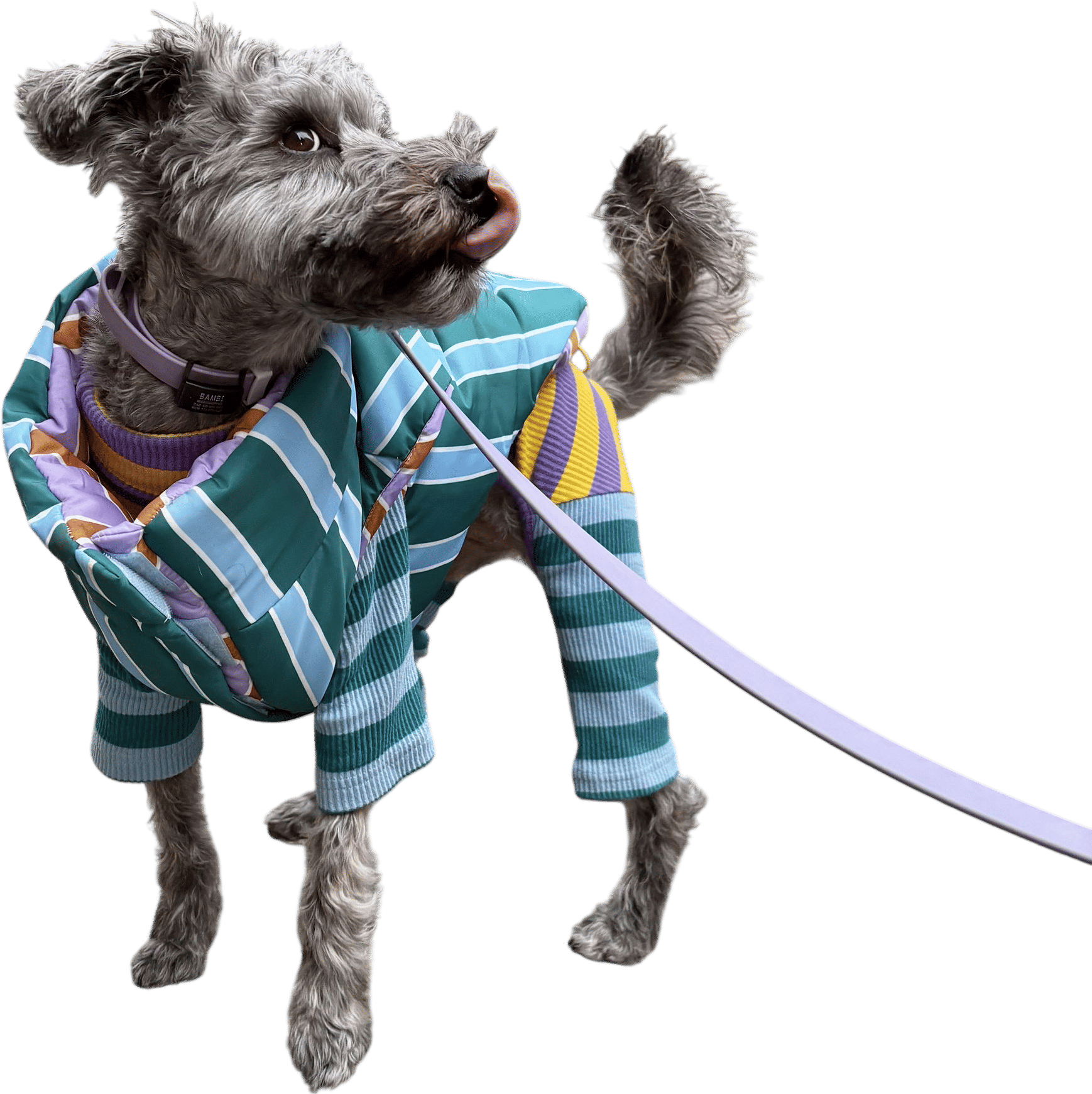 Mutts w/ +40% Mini Schnauz