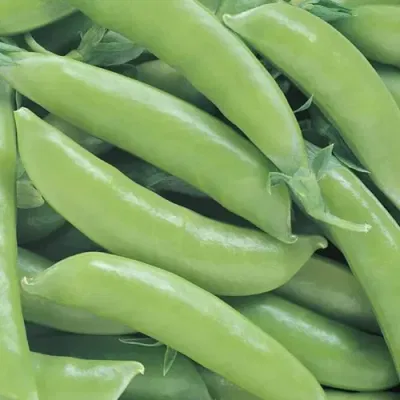 Sugar Snap Peas