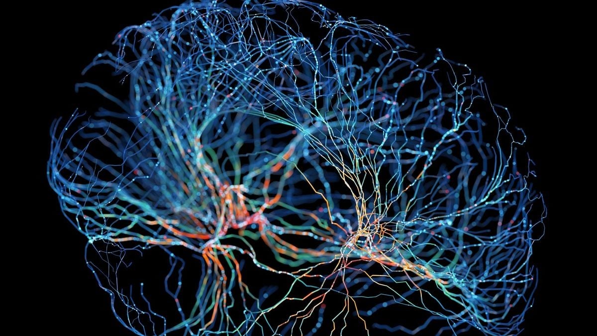 Understanding Neurotypical Wiring