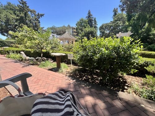 taking the full lunch break, walking to the park to knit in the rose garden
