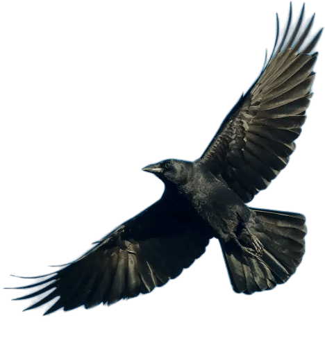 Befriending Crows Using Reddit Tips