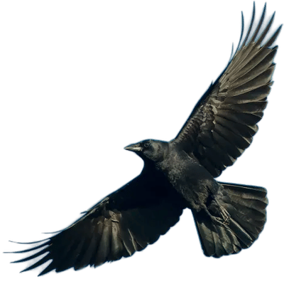 Befriending Crows Using Reddit Tips