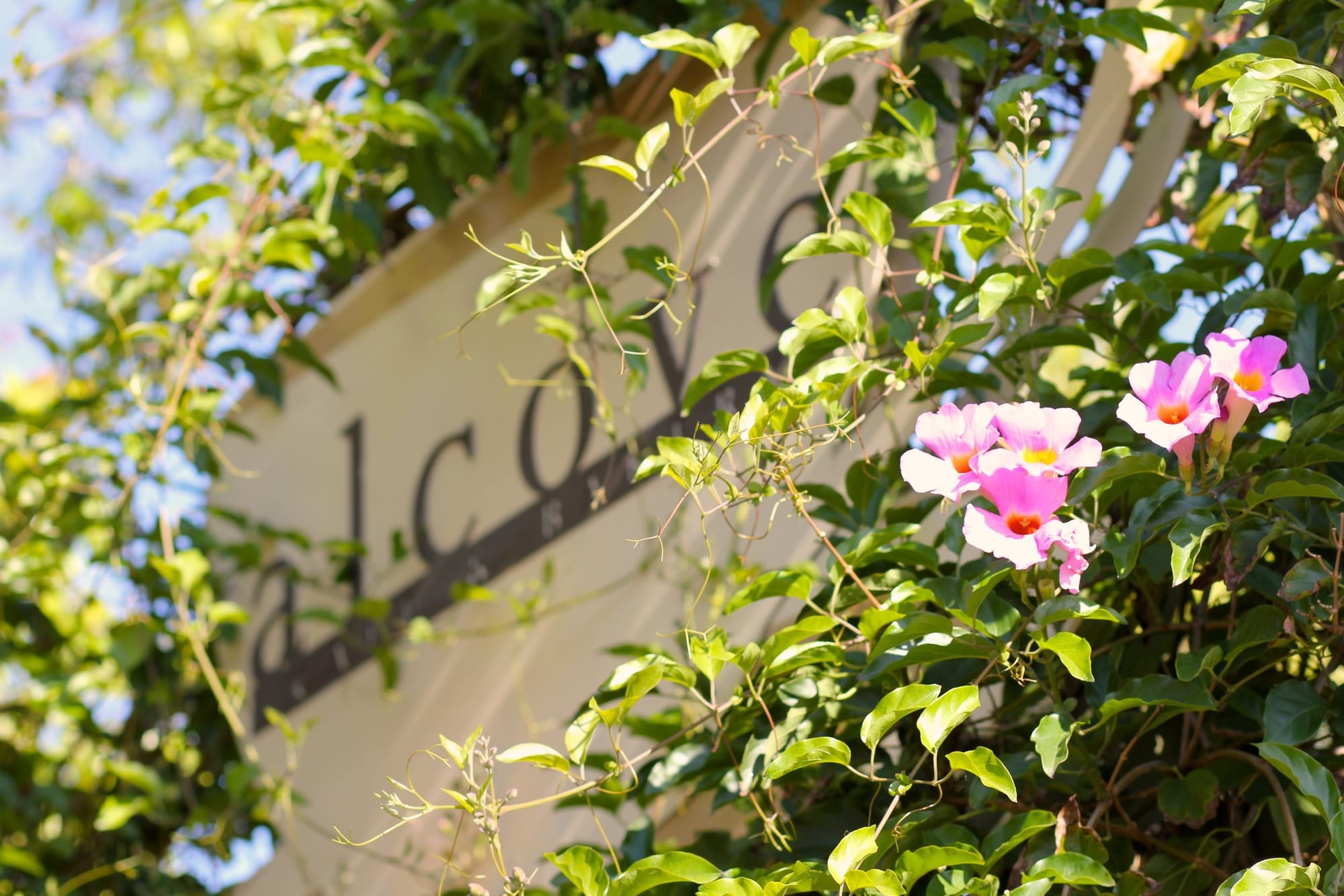 Alcove Coffee and Bakery