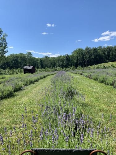 Orchard View Lavender Farms- Port Murray, NJ