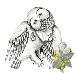 The Magnolia Electric Co. by Songs: Ohia (2003)