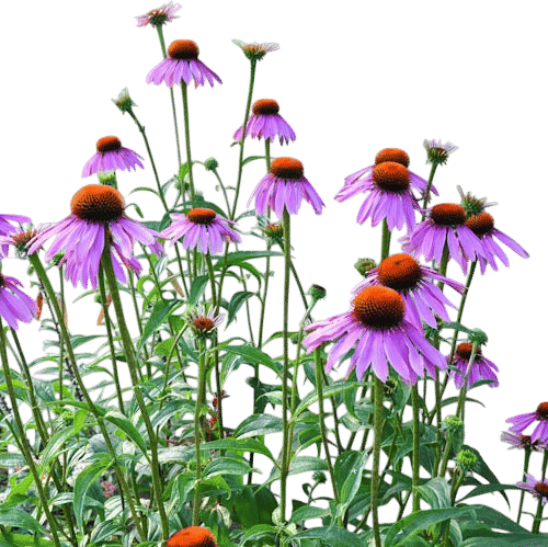 Echinacea, Purple Coneflower