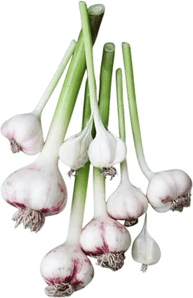 green garlic