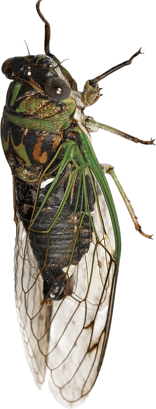 cicada
