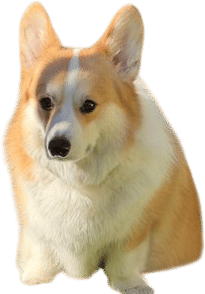 Inventing an entire personality for your dog