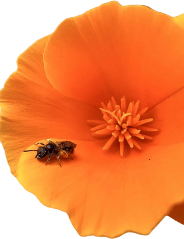 planting flowers and watching bees