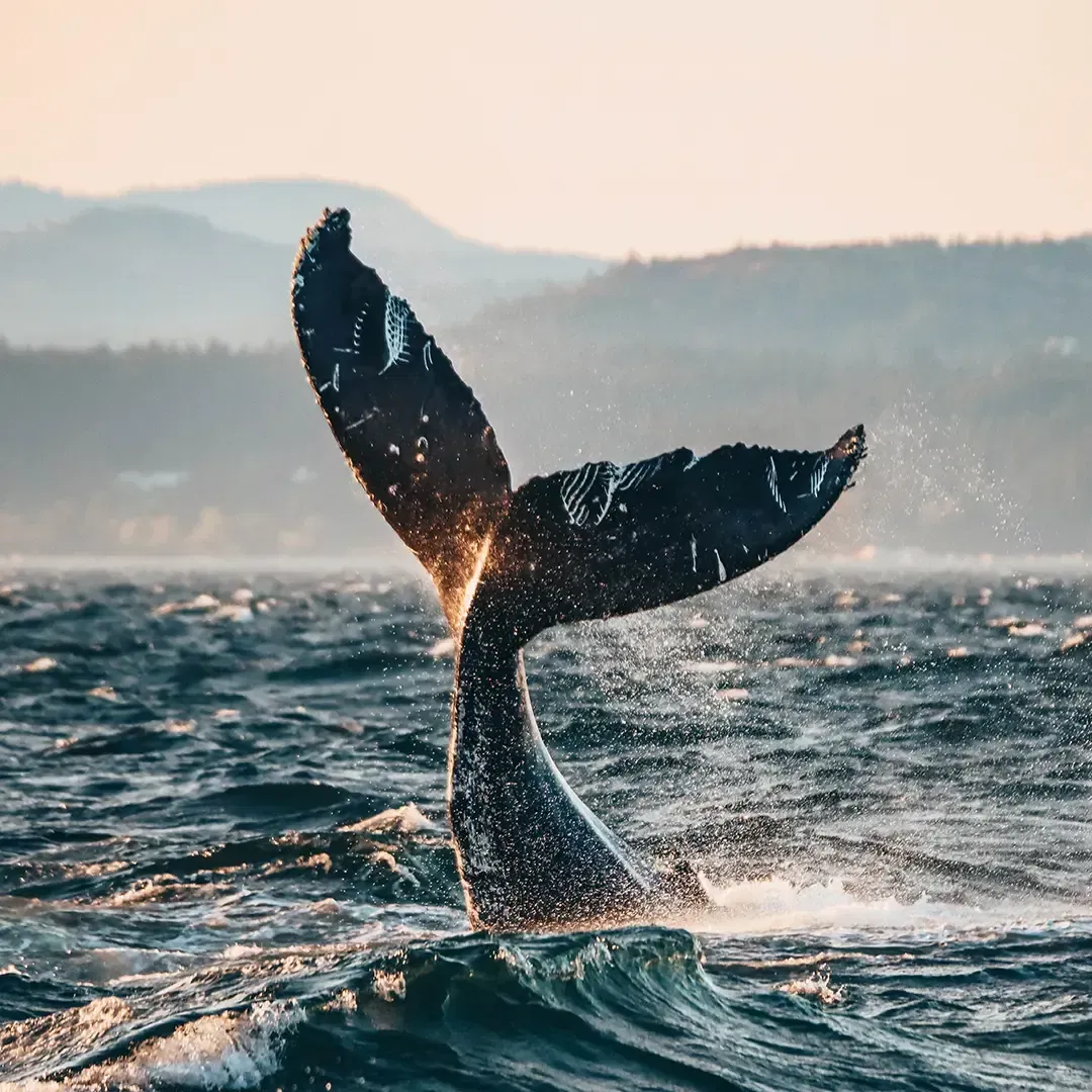 Victoria, British Columbia 🇨🇦