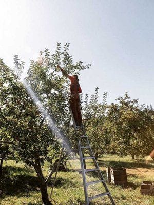 The apple farm