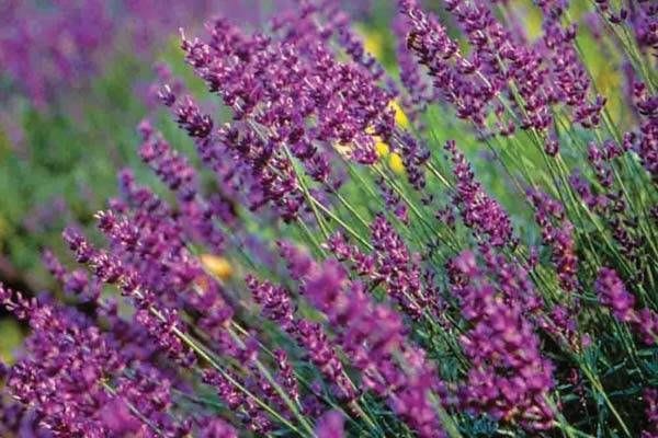 English lavender