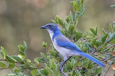 California scrub jay