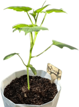 Growing Dinner Guides