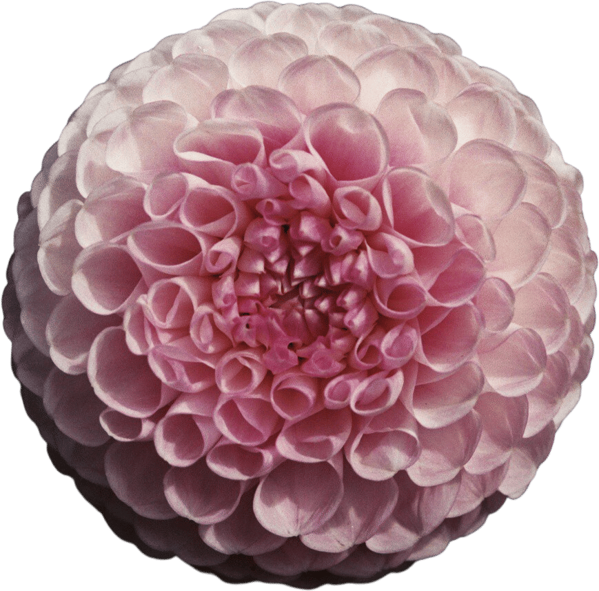 Selecting Single Stem ≥ Buying a Bouquet