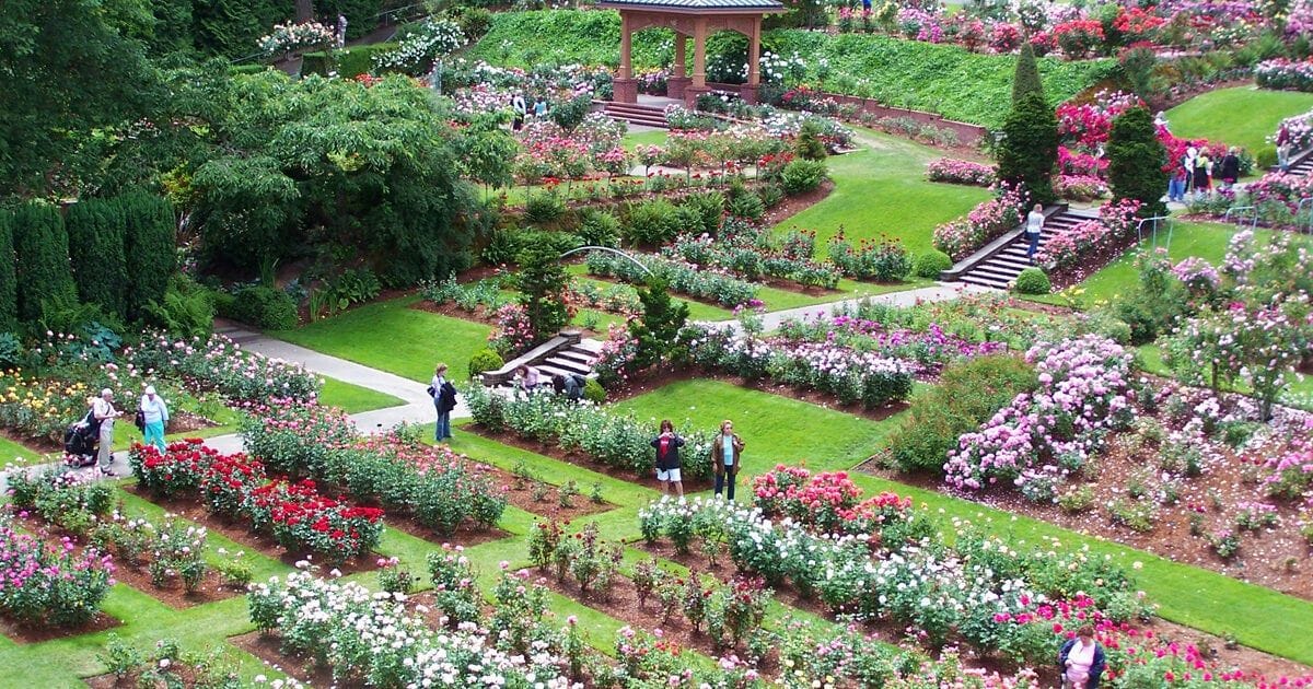 Portland International Rose Test Garden