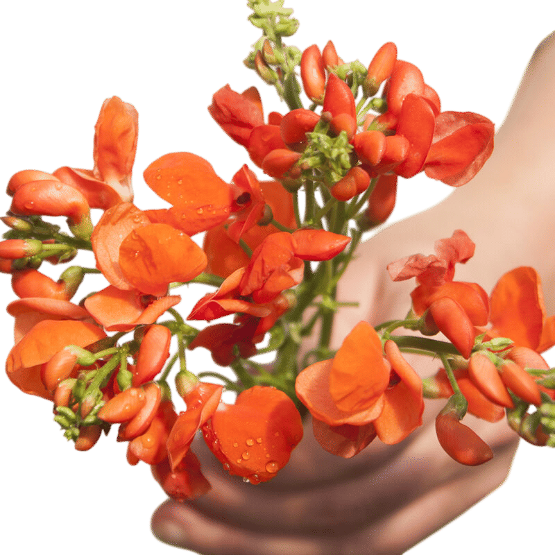 Scarlet Runner Bean Seeds