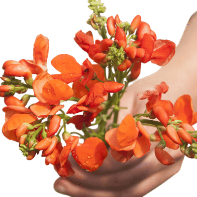 Scarlet Runner Bean Seeds