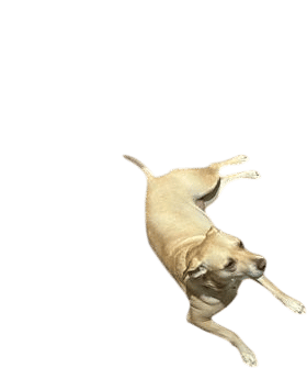 Your Dog Sitting in the Middle of All Kitchen Traffic
