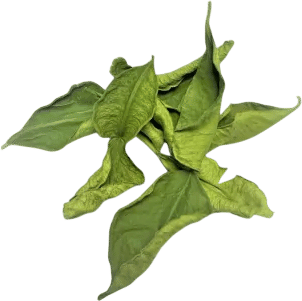 kaffir lime leaves my dad asked me to bring back for him from thailand. upon my return we immediately had to rush my dad to the hospital & in the ensuing days he was diagnosed with the cancer that would kill him only 8 months later. the kaffir lime leaves rotted in my luggage by the time I got back home.