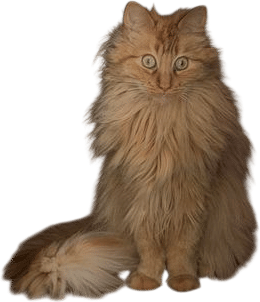 Having an Orange Cat