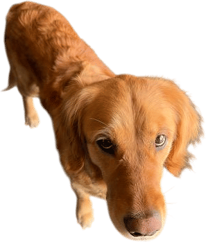 teaching your dog to whisper
