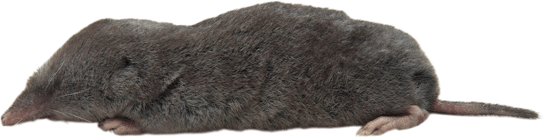 Northern short-tailed shrew