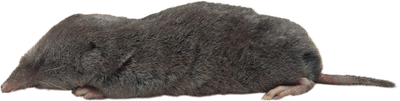 Northern Short-Tailed Shrew