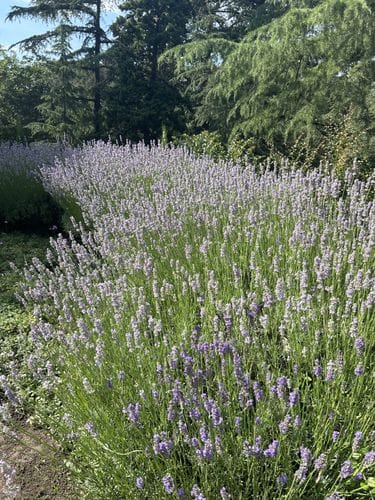 Lavender