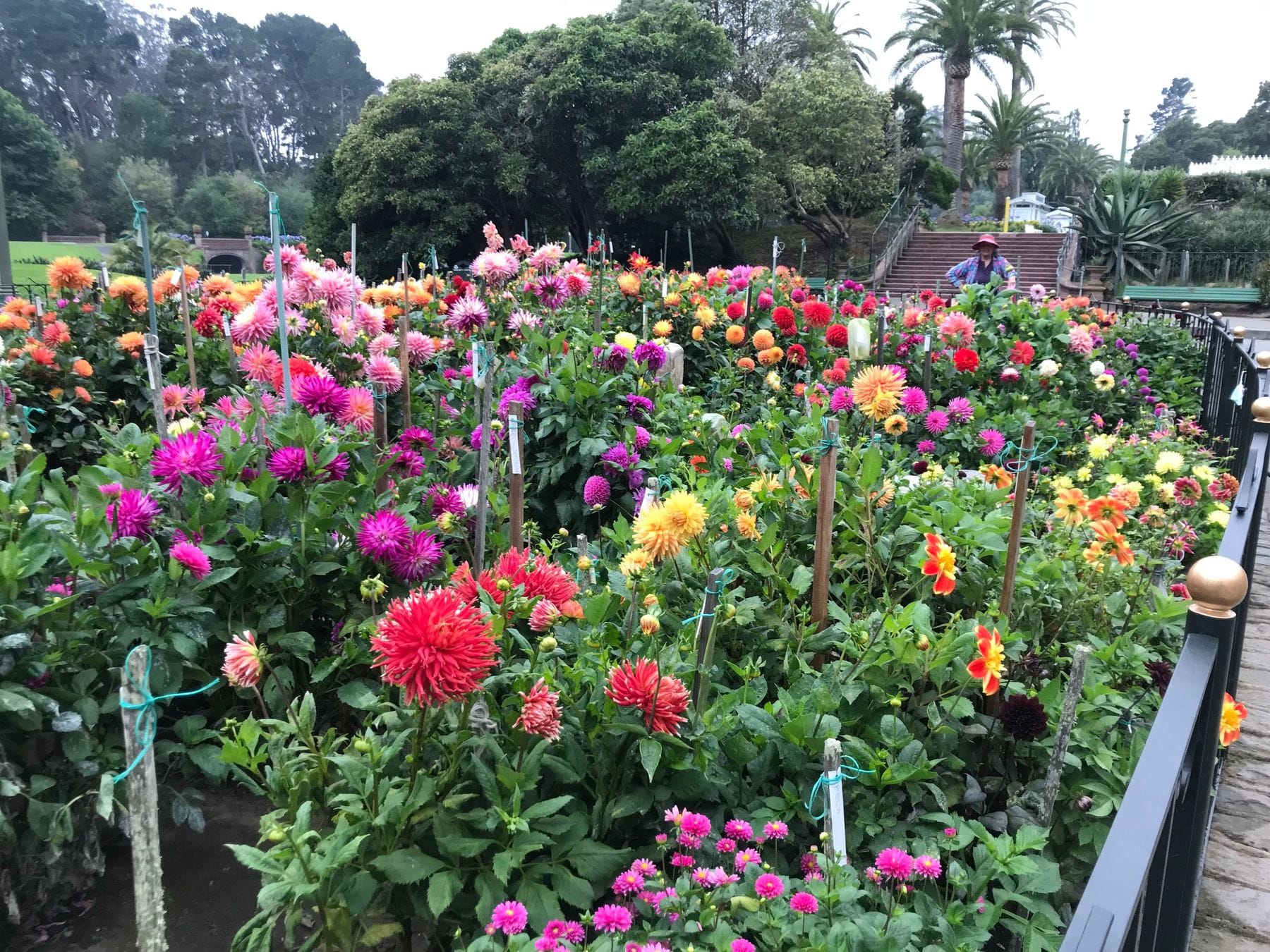 Dahlia Garden at the conservatory of flowers
