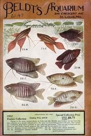 Beldt's Aquarium (1932)