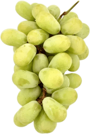 Pristine Green Seedless Grapes