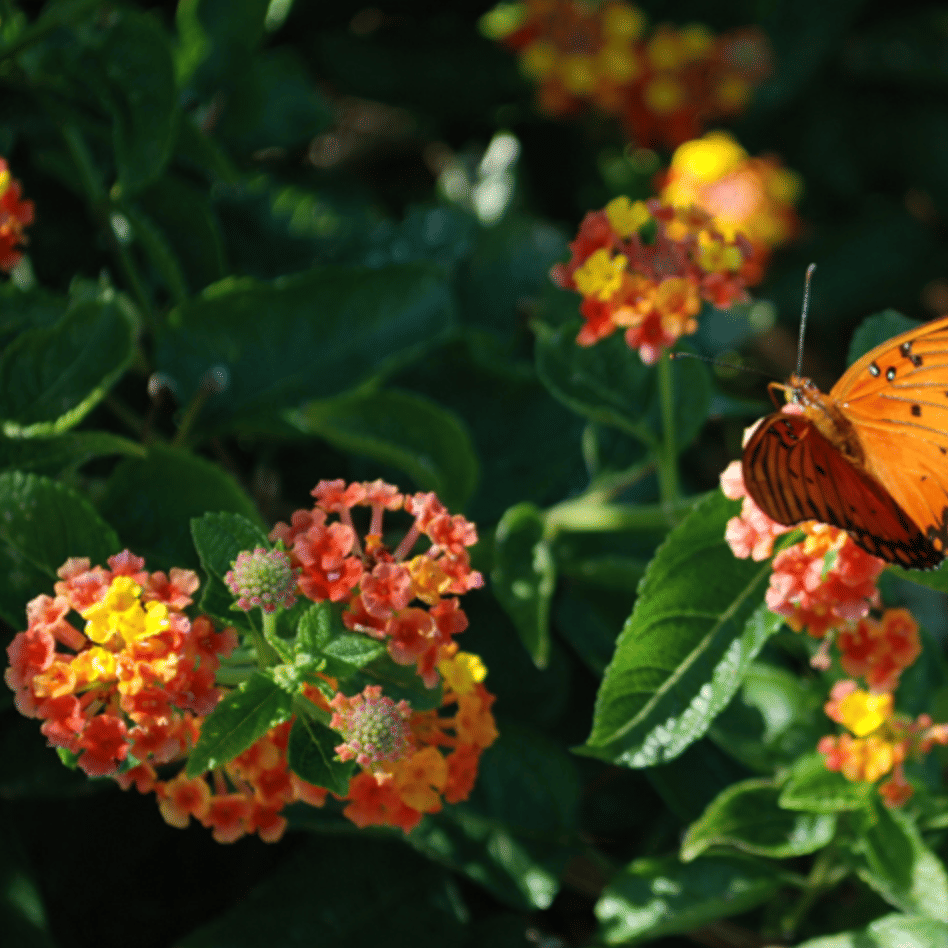 Lantana