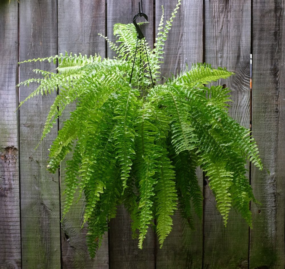 Ferns!