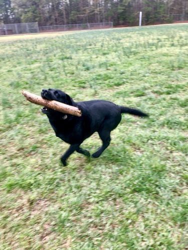 Rescue a dog (or 2 or 3)